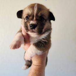 Danny - Red male Pembroke Welsh Corgi puppy in Montague, California from Shasta Valley Pembrokes