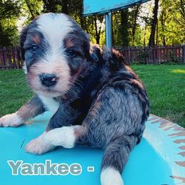 Yankee - Merle male Bernedoodle puppy in Sherman, Illinois from Shirl Doodle Life