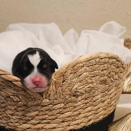 Miniature American Shepherd and Toy Australian Shepherd Puppies from Riverstone Aussies