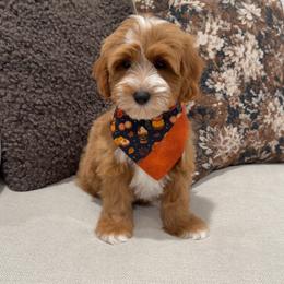 Millie - Apricot female Goldendoodle puppy in Anaheim, California from Cuddle Bear Doodles
