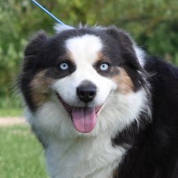 Gossip - Miniature Australian Shepherd