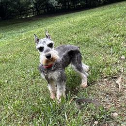 Fellow - Miniature Schnauzer