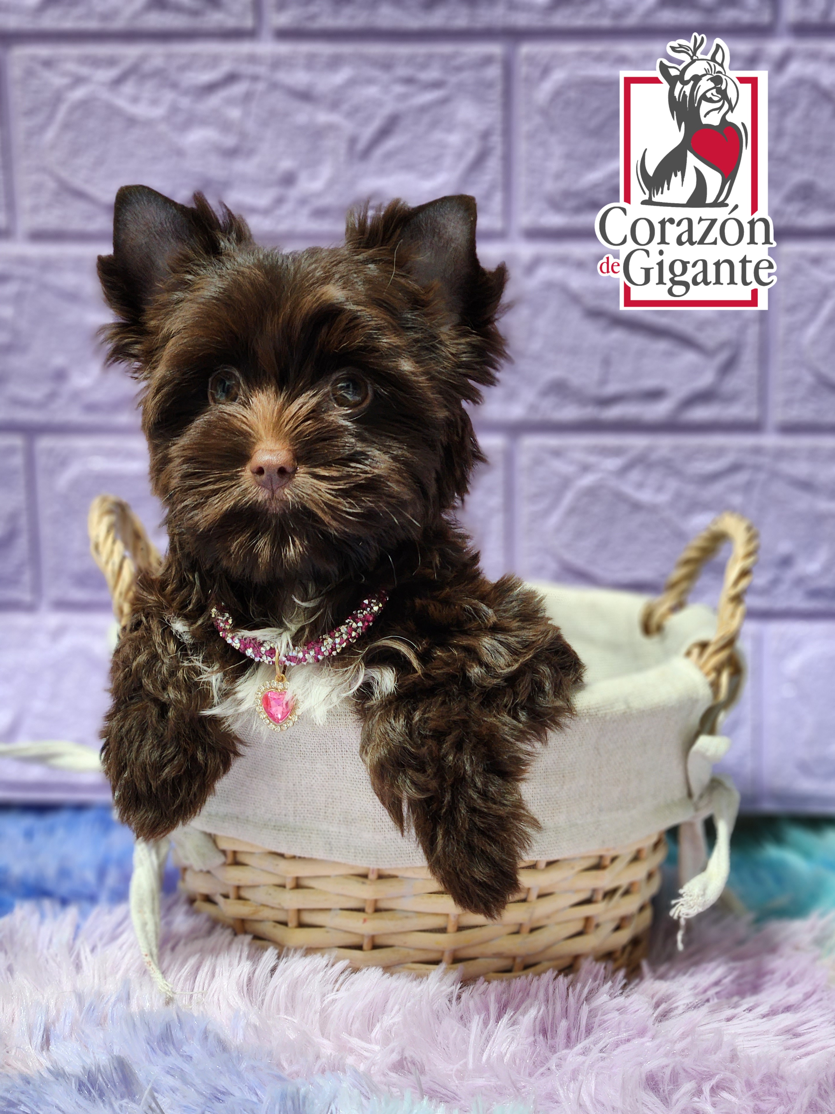 Biewer Terrier and Yorkshire Terrier Puppies from Corazón de gigante
