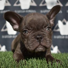French Bulldogs from Frenchies El Capitan