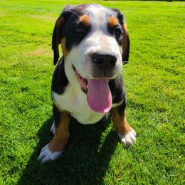 Red - Black, white and red male Greater Swiss Mountain Dog puppy in Cornelius, Oregon from Hoberg's GSMD