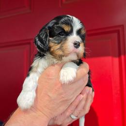 AKC Patch - Tri-color male Cavalier King Charles Spaniel puppy in Bonney Lake, Washington from House of Happy Cavaliers