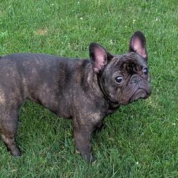 Phaedra - French Bulldog