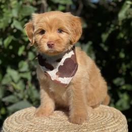 Brown Boy - Apricot male Goldendoodle puppy in Lowville, New York from DM Hilltop FURfamily