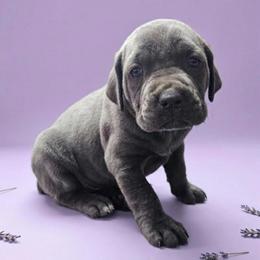 Grey Girl 1 - Gray brindle female Cane Corso puppy in Haslet, Texas from Trained To Go Corso Kennels (T.T.G. Corso Kennels)