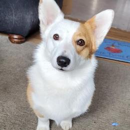 Pembroke Welsh Corgis from Sharon's Corgis