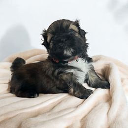 AKC-Magnus - Brindle and white Shih Tzu puppy in Mooresville, North Carolina from Juji Shih Tzu