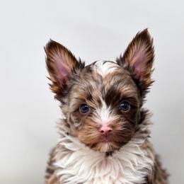 Mocha - Chocolate, tan and white male Yorkshire Terrier puppy in Navarre, Florida from KAYY services