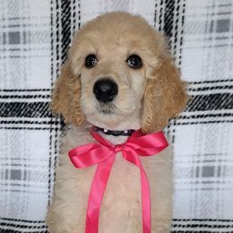 Poodles from Isabella's Babies