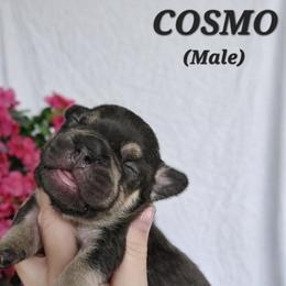 French Bulldog Puppies from True Joy French Bulldogs