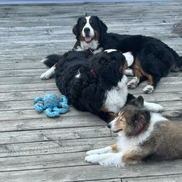 Bernese Mountain Dog Puppies from Lonesome Pine Farm