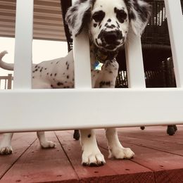 Dalmatian Puppies from Speckled Spots Dalmatians