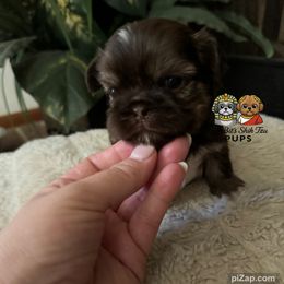 Hank - Chocolate male Shih Tzu puppy in Walkertown, North Carolina from Lil’ Bit’s Shih Tzu