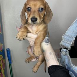 Dachshund Puppies from Monterey bay dachshund kennel