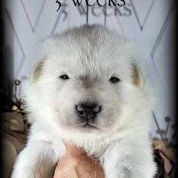 Apollo - White male German Shepherd puppy in Sequim, Washington from German Shepherd Haus