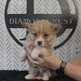 American Corgi, Cane Corso, Pembroke Welsh Corgi, and Rhodesian Ridgeback Puppies from Diamondcrest Inc