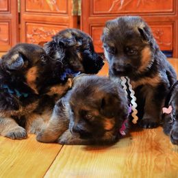 German Shepherds from Flood Farm German Shepherds