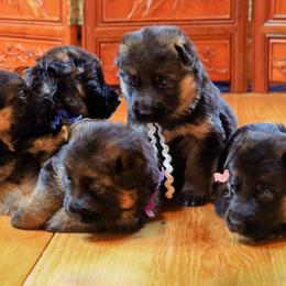 German Shepherds from Flood Farm German Shepherds