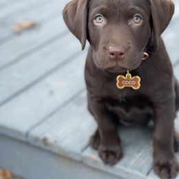 Labrador Retriever Puppies from Cedar Lake Labradors