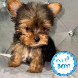 Yorkshire Terrier Puppies from Yorkie Your Soulmate Puppy