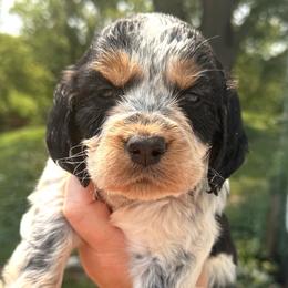 Dove - Tri-Roan female English Springer Spaniel puppy in Bay City, Wisconsin from Springer Hills Farm