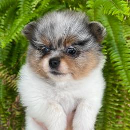 Faith - Blue merle female Pomeranian puppy in Waller (Northwest Of Houston), Texas from Blue Cottage Pomeranians