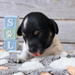 Sir Loin 2800 - Piebald male Dachshund puppy in Hendersonville, North Carolina from Snarky Doxy Miniature Dachshunds