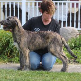 Irish Wolfhound Puppies from Stormborn Irish Wolfhounds