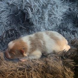 Bon Jovi - Orange parti male Pomeranian puppy in Smithville, Texas from Lafary Poms