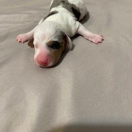 Boy 3 - Dapple male Dachshund puppy in Bakersfield, California from KC Doxies