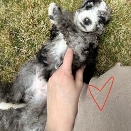Bernedoodle, Cavalier King Charles Spaniel, and Poodle Puppies from Ellas.Pups (Bernedoodles & Cavapoos)