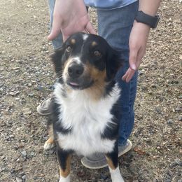 Cheeto - Australian Shepherd