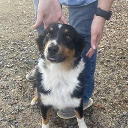 Cheeto - Australian Shepherd