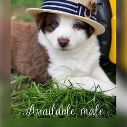 Dusty - Red tri-color male Australian Shepherd puppy in Marshall, Virginia from Greywood Farm Aussies