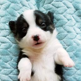 American Corgi and Pembroke Welsh Corgi Puppies from Whimsical Treasure Corgis