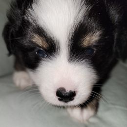 Miniature Australian Shepherd Puppies from Double D's Doggie Domaine