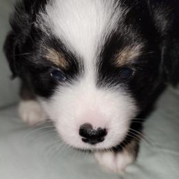 Miniature Australian Shepherd Puppies from Double D's Doggie Domaine