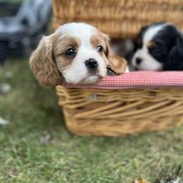 Cavalier King Charles Spaniel Puppies from SHANNON'S CAVALIERS