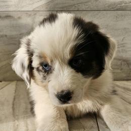 Ella f7 light pink - Blue merle female Australian Shepherd puppy in Arbela, Missouri from County Line Aussies