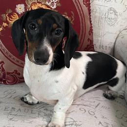 Dachshund puppies from Once Upon a Ween