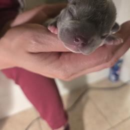 Female 3 - Tricolors female French Bulldog puppy in Charlotte, North Carolina from FrenchKiss Frenchies