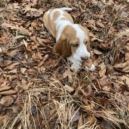 Basset Hound Puppies from Fancy Hounds