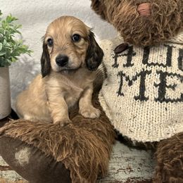 Shaded cream female - Cream female Dachshund puppy in Bryan, Ohio from Wysteria Hill Doxies