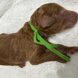Lime green collar - Red  male Poodle puppy in San Benito, Texas from Irene's Poodles