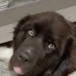 Newfoundlands from Wrinkles Rare Newfoundlands