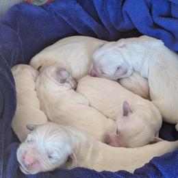 Princess - Light golden female Golden Retriever puppy in Walnut Grove, Missouri from Forever Your Puppies